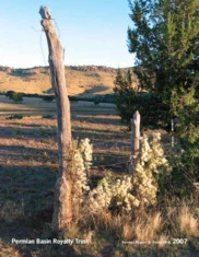 Permian Basin Royalty Trust