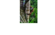 The Nature Conservancy
